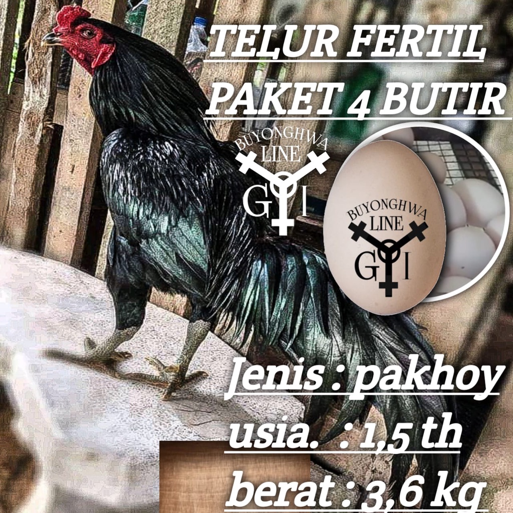 ayam bangkok ekor lidi black pakhoy mamba mix koytrad peket 4 butir telur fertil