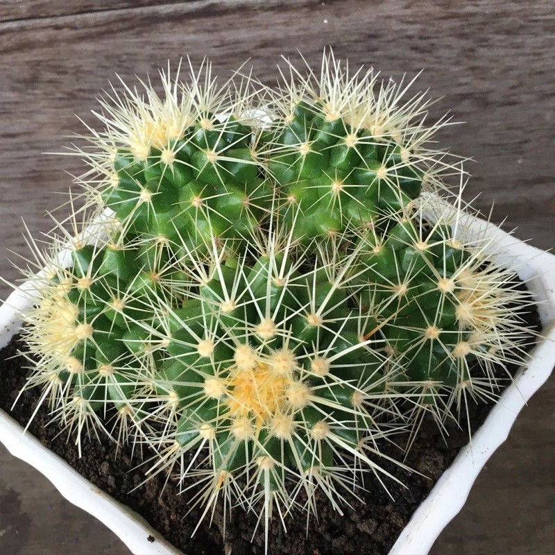 

GOLDEN BAREL CLUSTER