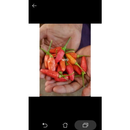 

Caberawit merah 100g