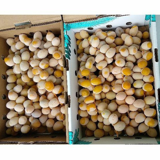 Kurma Muda Mentah/Kuning/Ruthob