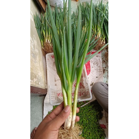 

Daun bawang fresh 250 gr