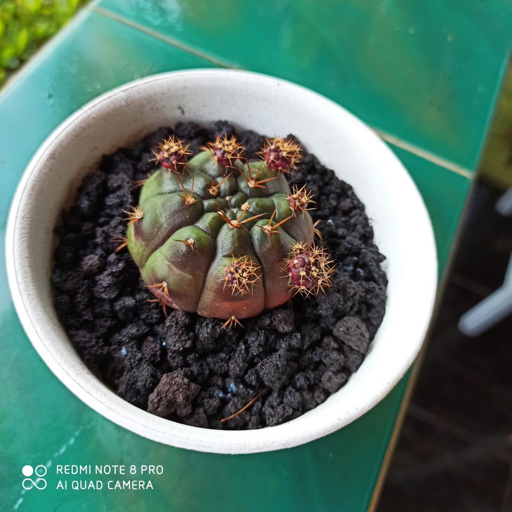 kaktus ownroot gymno damsi import (kaktus tomat hitam)