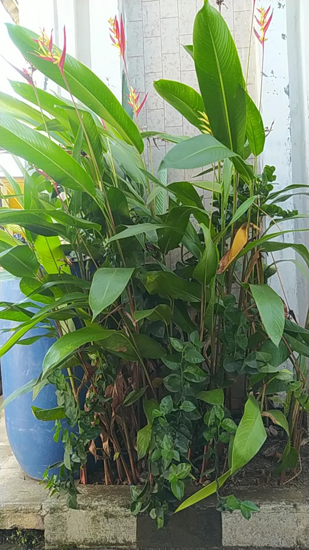 Baju Batik Pria Modern Batik Pria Lengan Panjang Modern Baju Batik Pria Slimfit