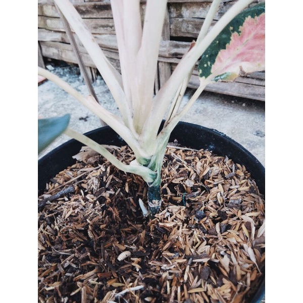 indukan aglonema kochin tembaga