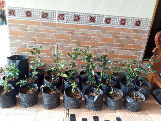 Tanaman Hias Bunga Mawar 20 Pcs - Bunga Mawar - Bibit Tanaman Bunga Mawar Berbunga