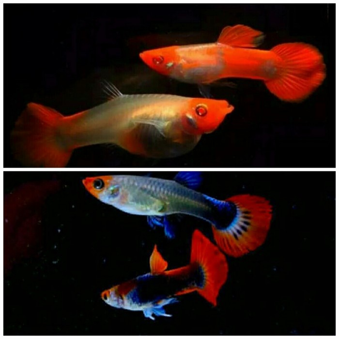 ikan guppy paketan koi platinum koi + tuxedo koi pasangan