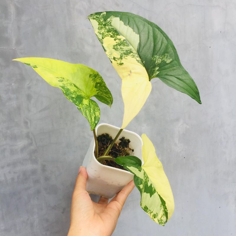 Tanaman syngonium muarea - syngonium yellow