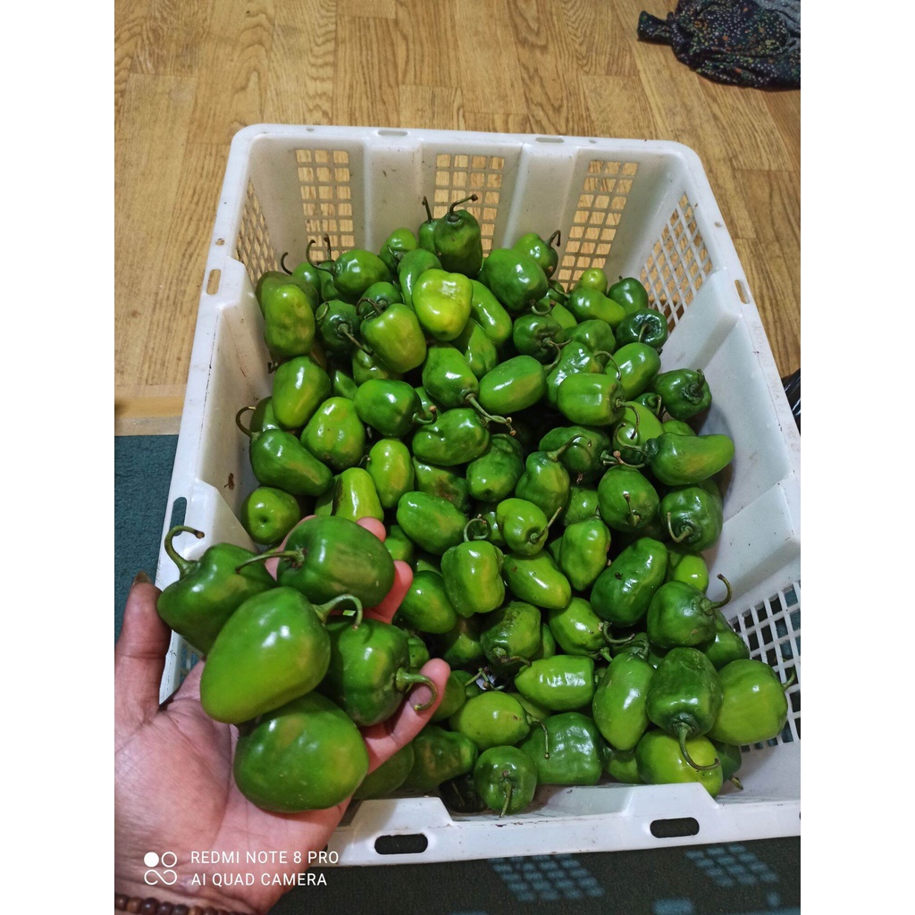 cabe gendot termurah 2 kg cabe gembor cabe gendot cabai gembor cabai super gred a di packing pake mesin vakum cabe murah cabe pedas