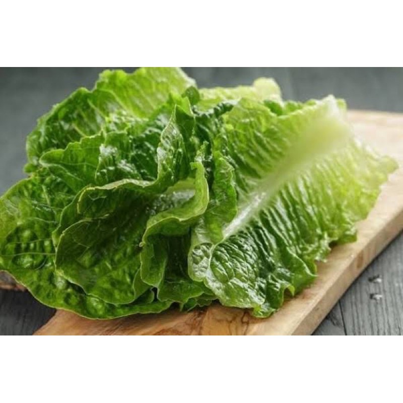 

Selada Romain Organik 200g
