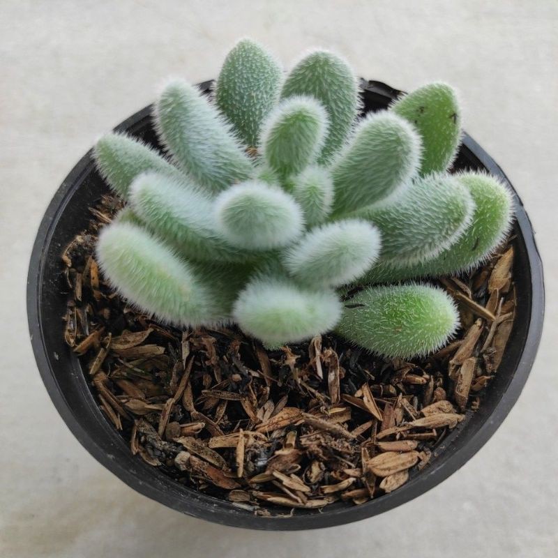 Sukulen Sedum Hintonii