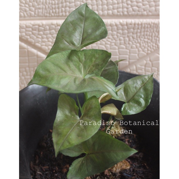 Syngonium Maria Allusion, Syngonium Bronze, Syngonium