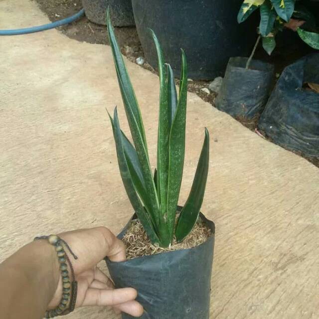 Tanaman hias sansevieria - cylindrica - sansevera - sansivera - sensivera - ABR