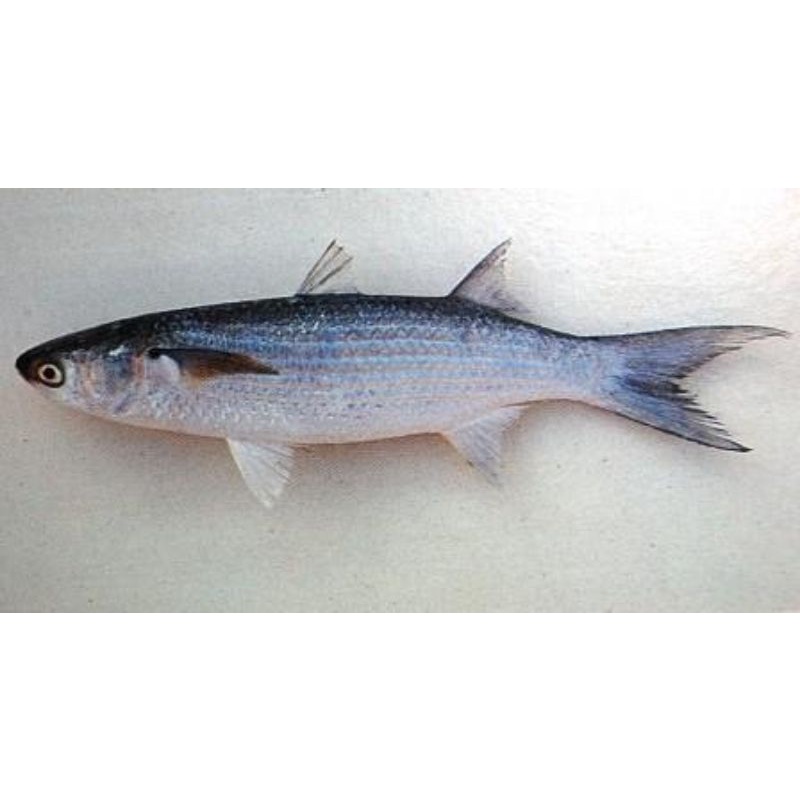 

Bisa Kirim Instan - Ikan Belanak Segr