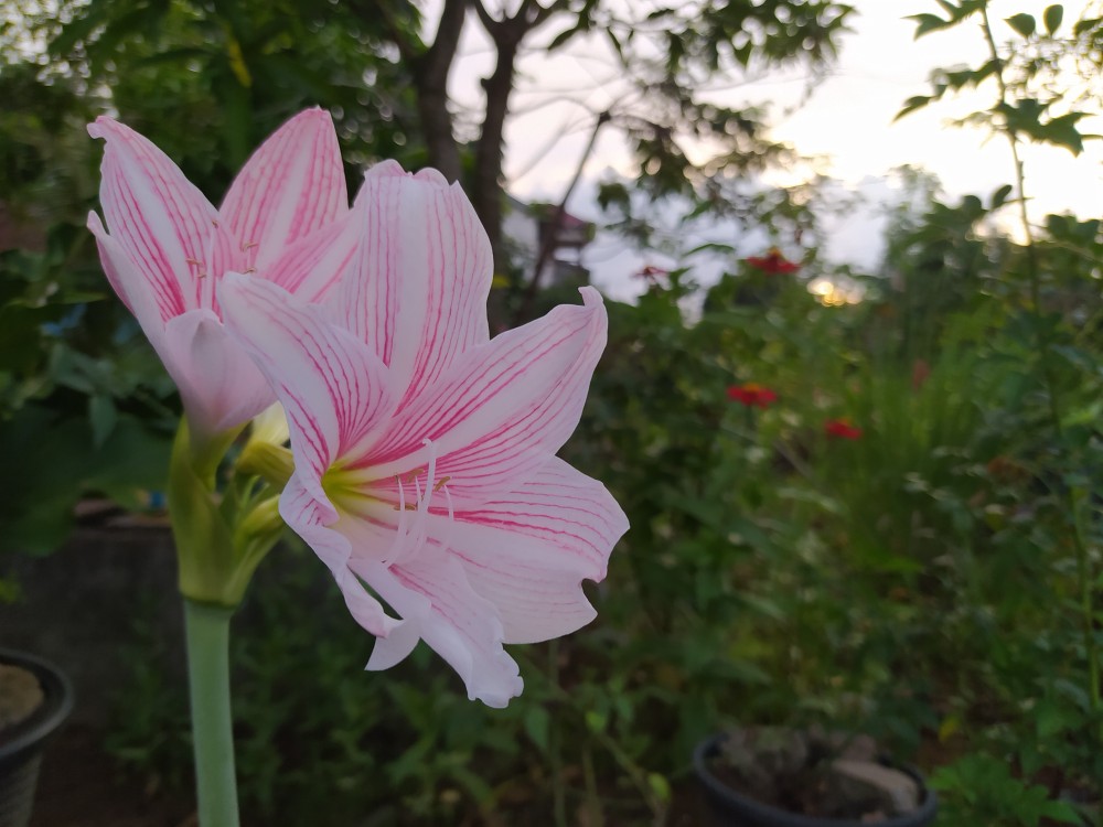 Bswart Batik Hrb026 Kenongo Hem Pendek Padi Pekalongan M L Xl Batik Pria Murah Modern Grosir