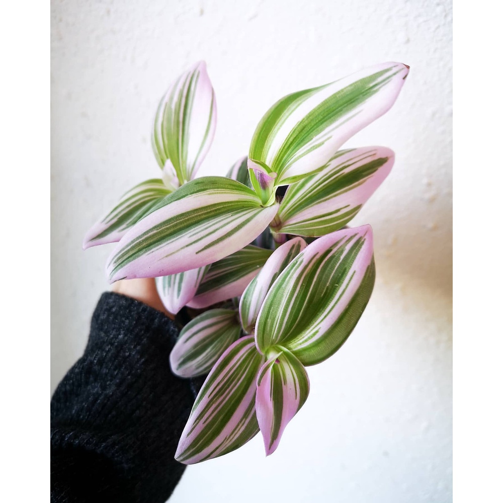 TANAMAN HIAS BUNGA TRADESCANTIA TRICOLOUR TANAMAN TRADESCANTIA NANOUK PINK