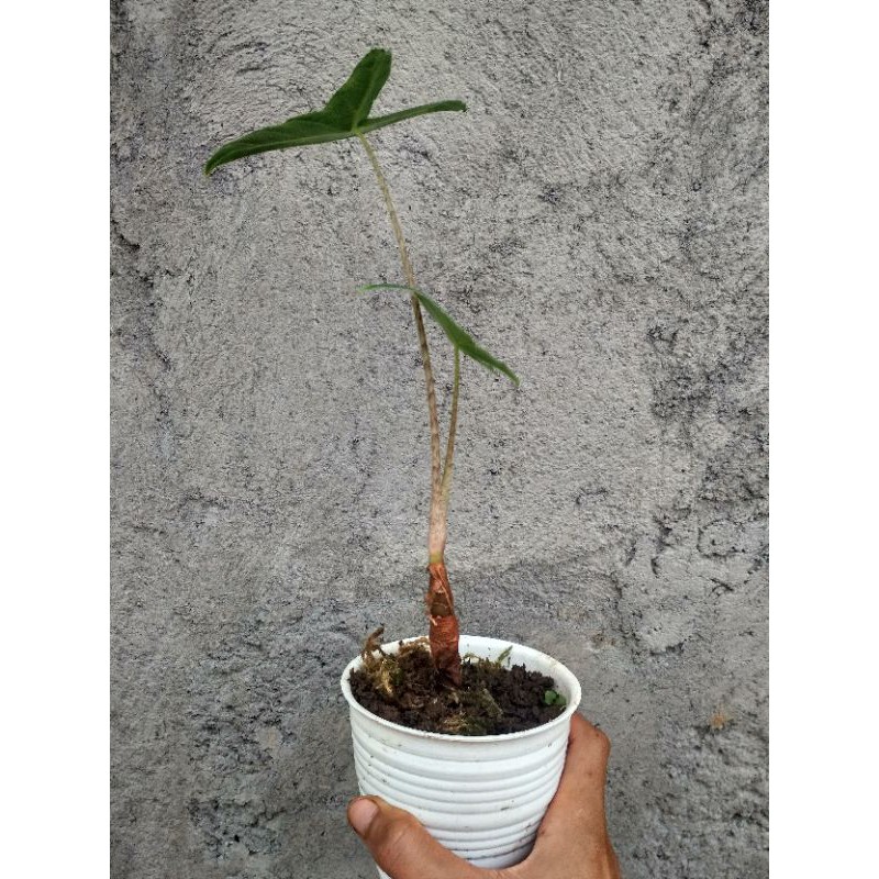 zebrina alokasia sp Sulawesi yang sangat mirip Zebrina reticulata