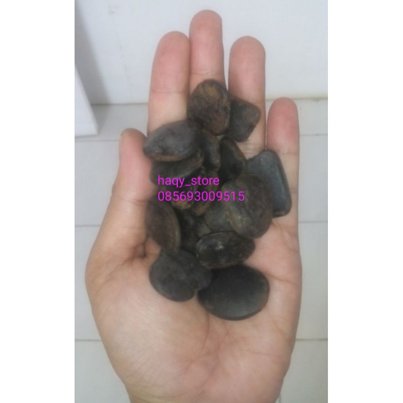 benih merbau intsia bijuga 1000gr