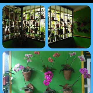 Pot tempel dinding serabut sabut kelapa anggrek JKT Pot tempel dinding serabut sabut kelapa anggrek JKT