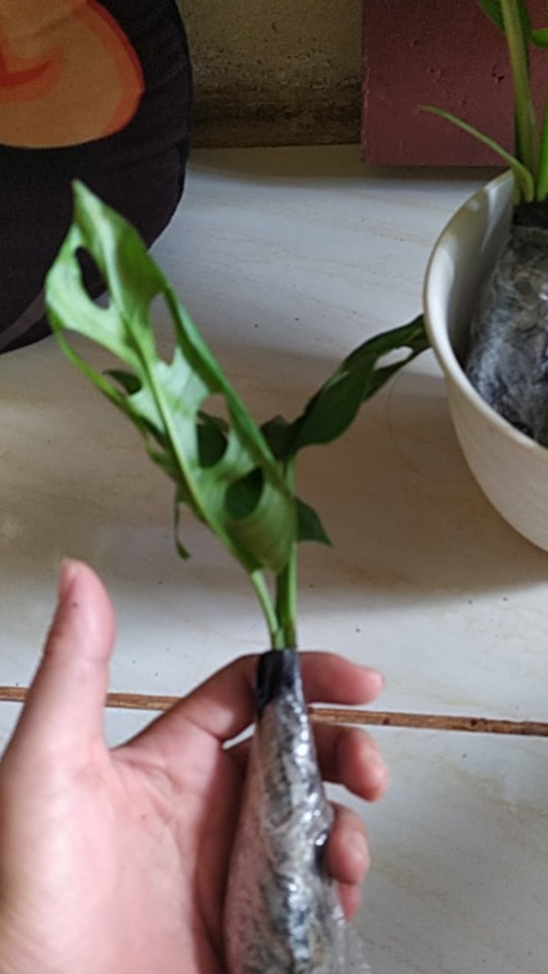 Tanaman Hias Monstera Janda Bolong