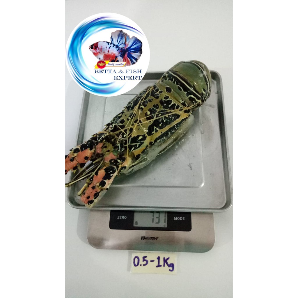 LOBSTER LAUT SUPER (Bambu, Batik, Pasir, Pakistan) BEKU - FROZEN SEA LOBSTER