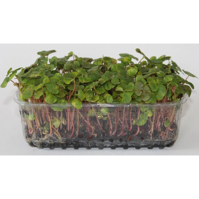 Benih Microgreen Sprout Benih Bibit Microgreen Alfalfa Red Cabbage Broccoli Buckweat