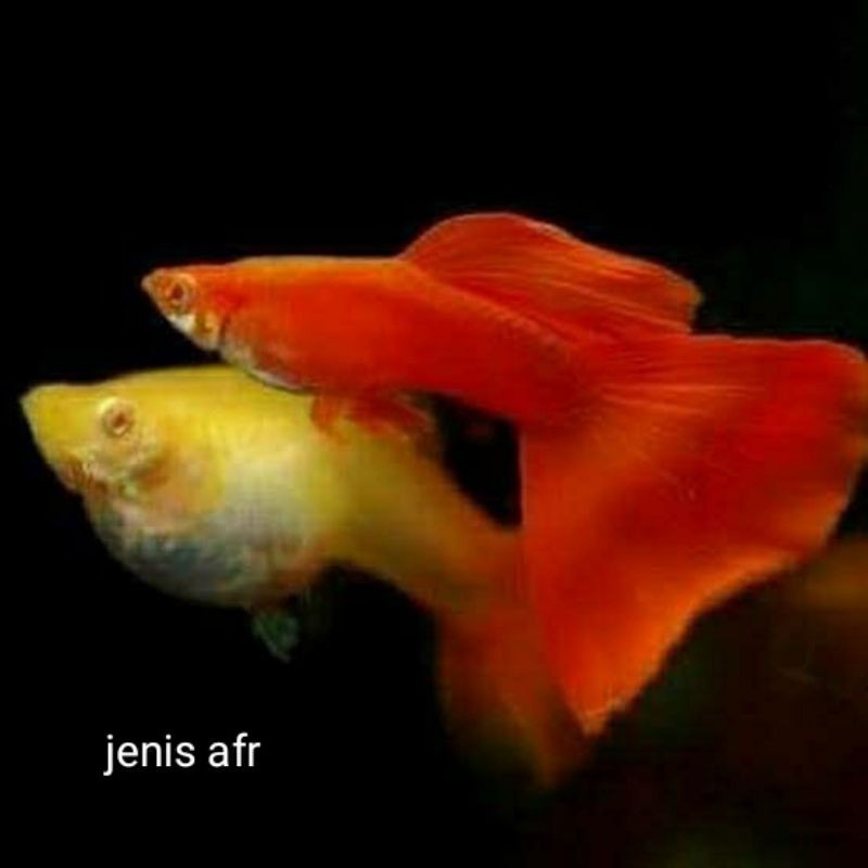 

guppy jenis AFR