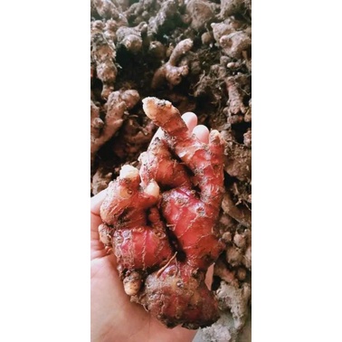 

Jahe merah segar pres 500 gram