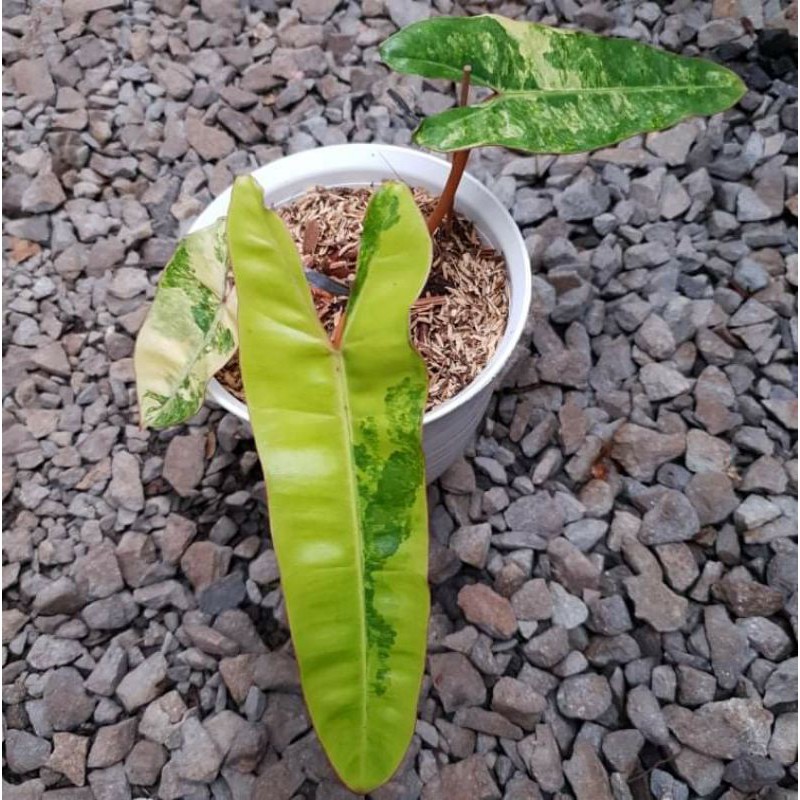 Philodendron Billitiae Variegata / Philodendron Kabel Busi Variegata