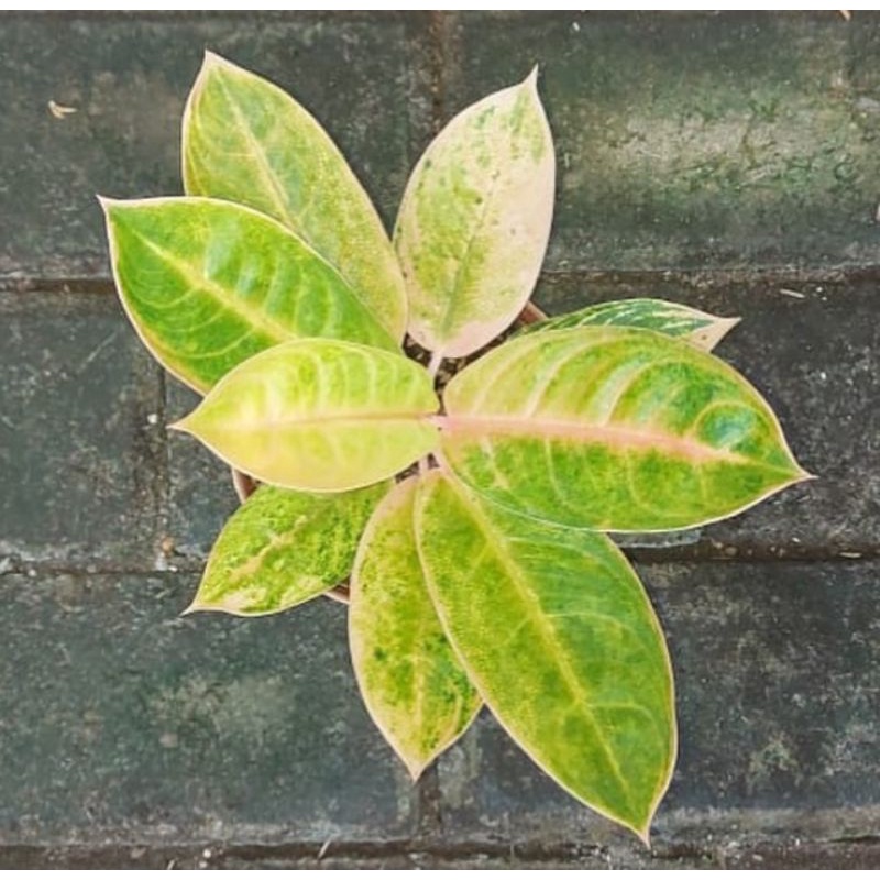 Aglonema Tembaga Greg (greg hybrid, rare)