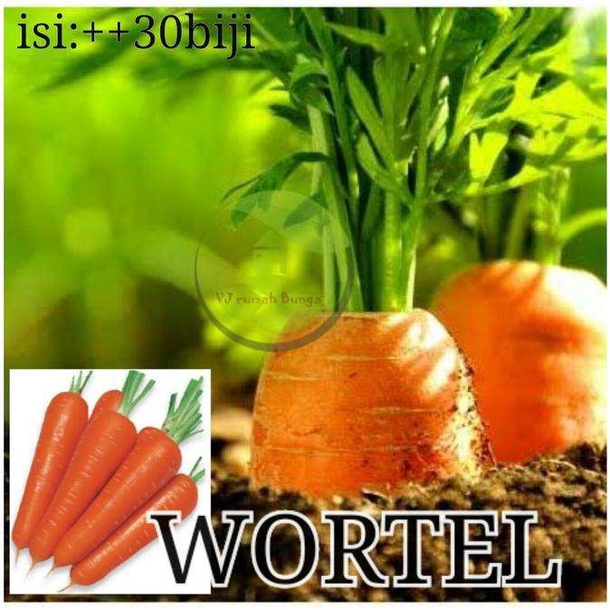 Buruan Beli] Benih Sayuran Wortel/Bibit Sayur Wortel