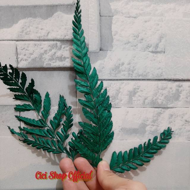 Daun pakis per bungkus/daun pakis kering/daun plastik/daun pakis