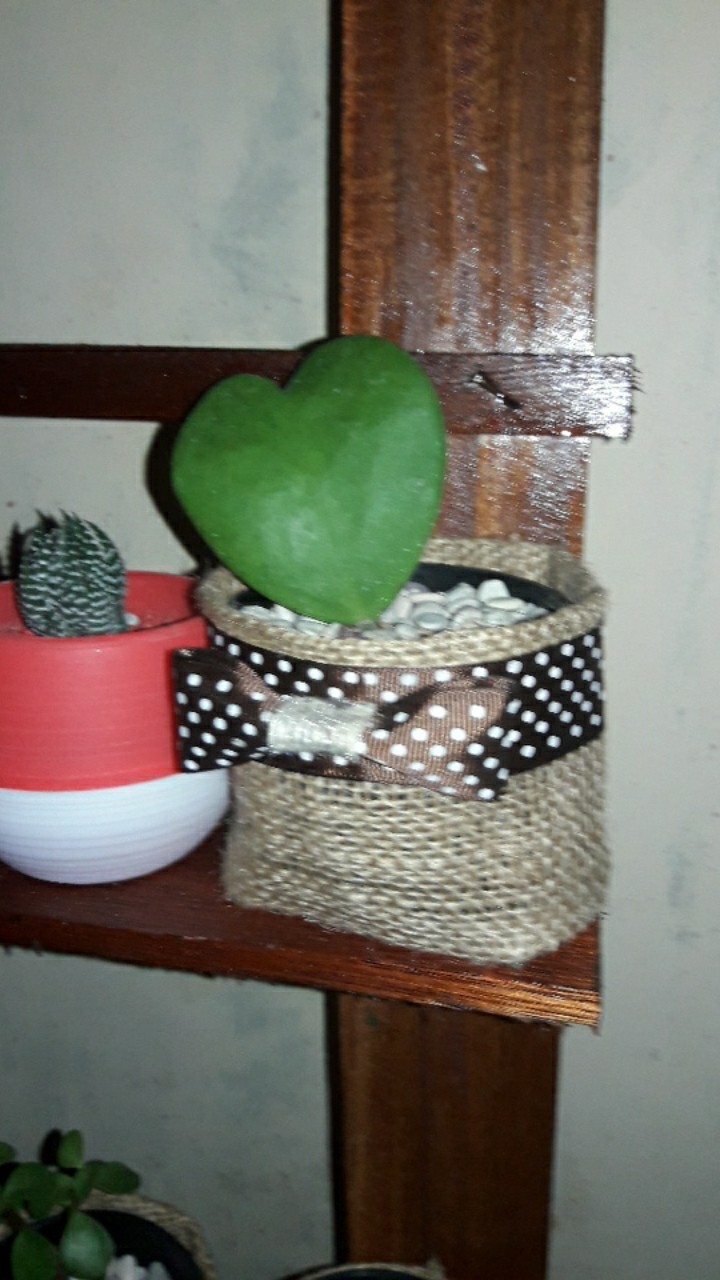 Kaktus Hoya