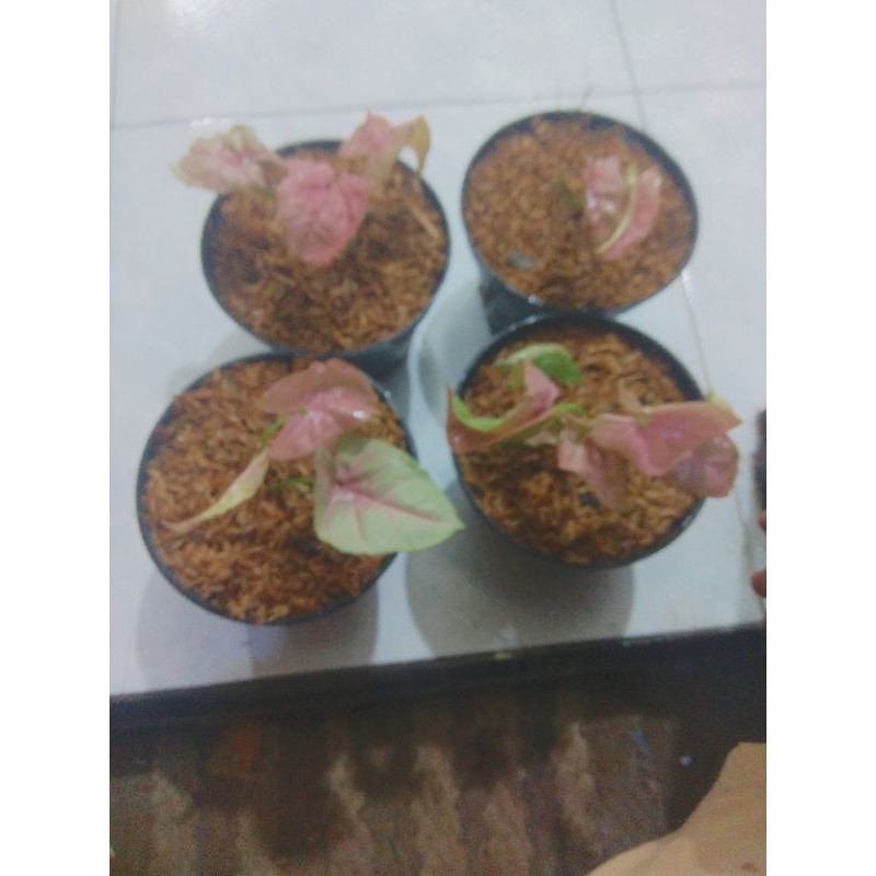 syngonium pink neon robusta