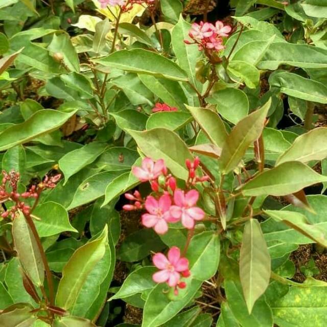 New Produck!! Tanaman Hias Batafia Bunga Pink - Batafia Pink