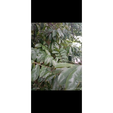 

Daun sirsak herbal alami asli dari pohonnya 500gr