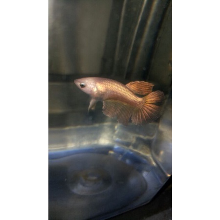 female halfmoon gold