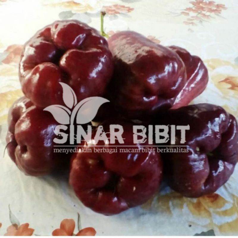 bibit jambu air mutiara hitam