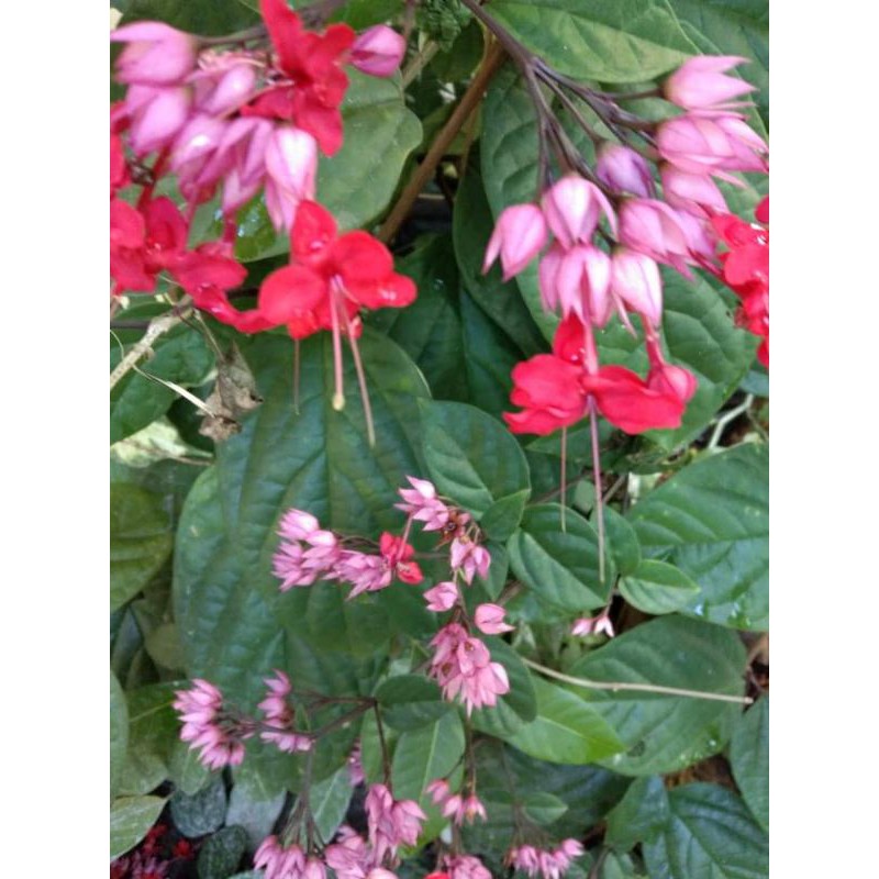 tanaman hias nyonya makan sirih merah / nyonya nginang