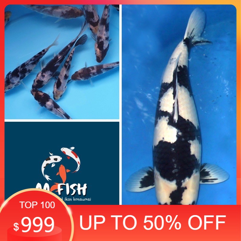 Ikan koi Shiro utsuri - Ikan hias - ikan koi