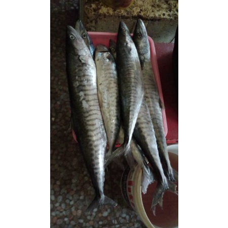 ikan tengiri segar 1kg