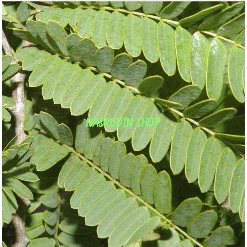 

[Fresh] DAUN SINOM 100 HELAI SEGAR LANGSUNG PETIK DAUN ASAM JAWA