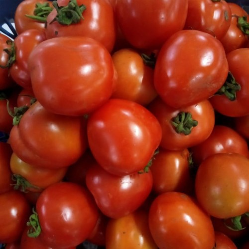 Tomat Merah Segar 500g - 1Kg | Fresh Red Tomato 500g - 1Kg