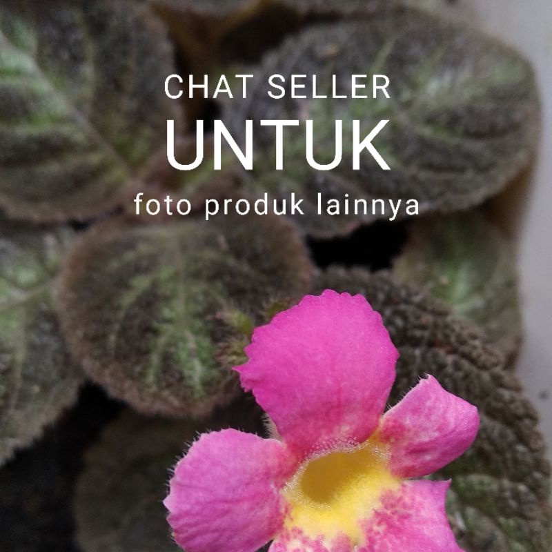 Episcia Pink Panther/Bunga Episcia Beludru