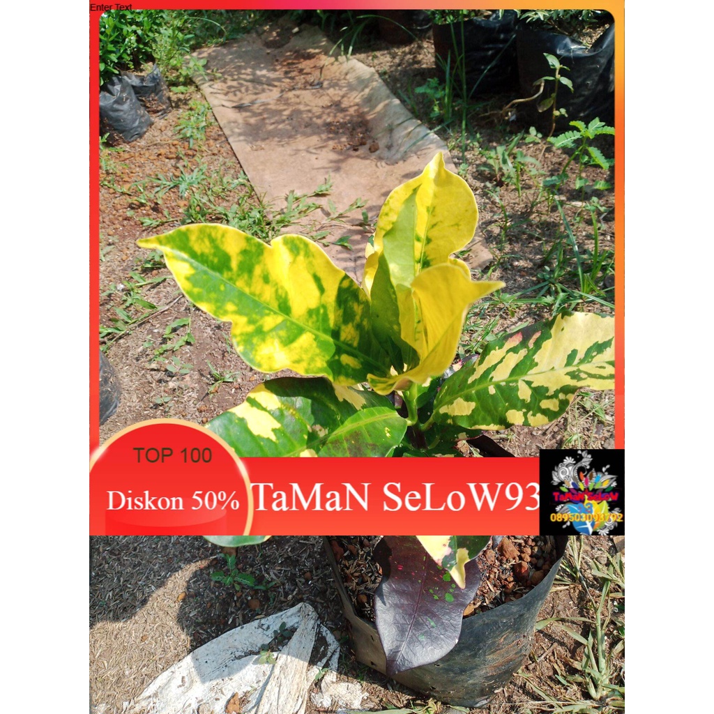 TANAMAN HIAS PURING OSCAR / TANAMAN PURING OSCAR