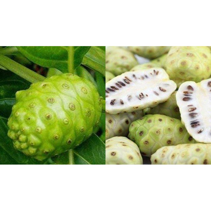 

buah mengkudu/buah pace/ buah noni segar 100gr