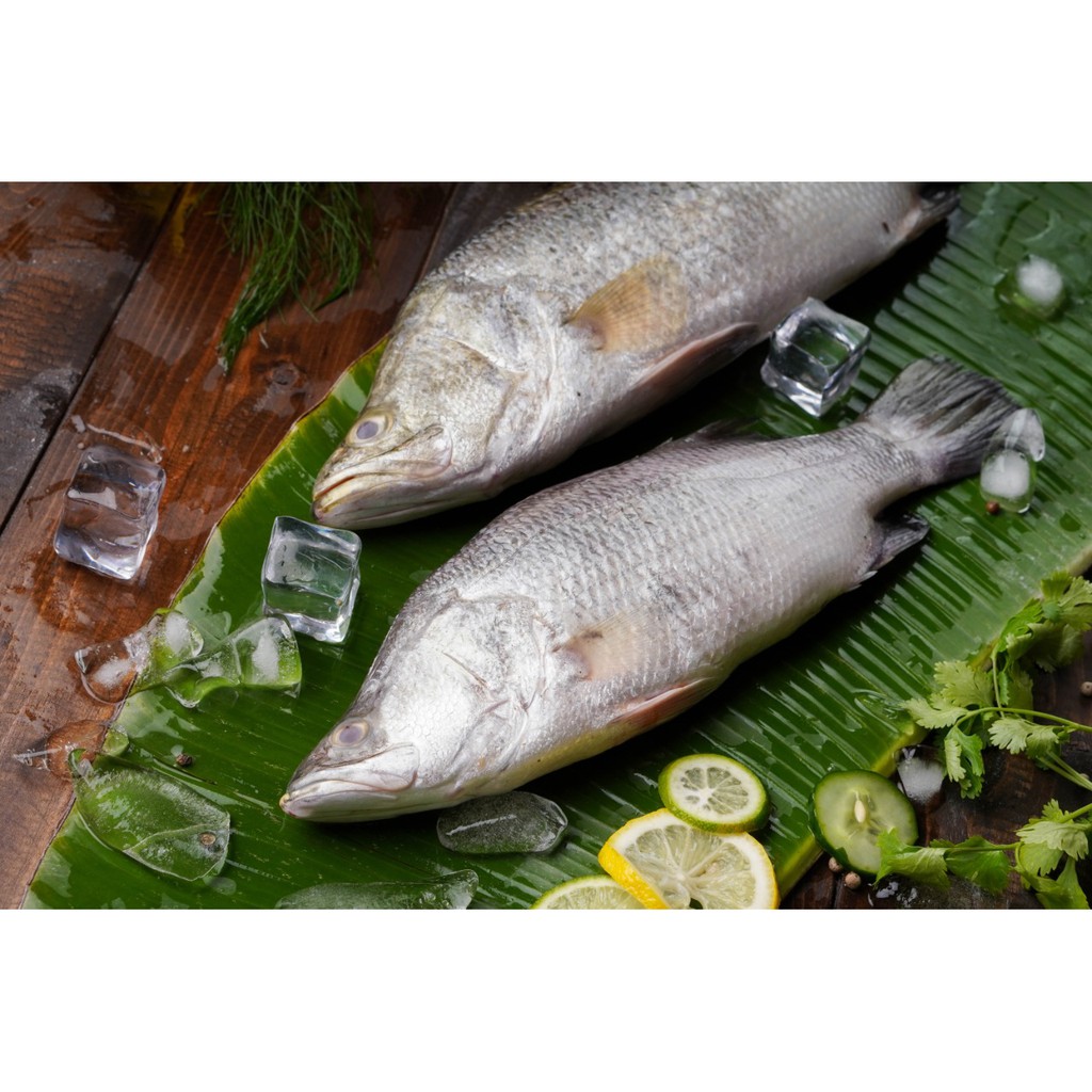 

IKAN KAKAP PUTIH | FRESH