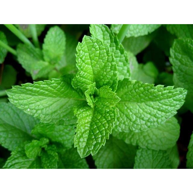 

Jual Herbal Daun Dewa Kering - PremiumHerb 25gr