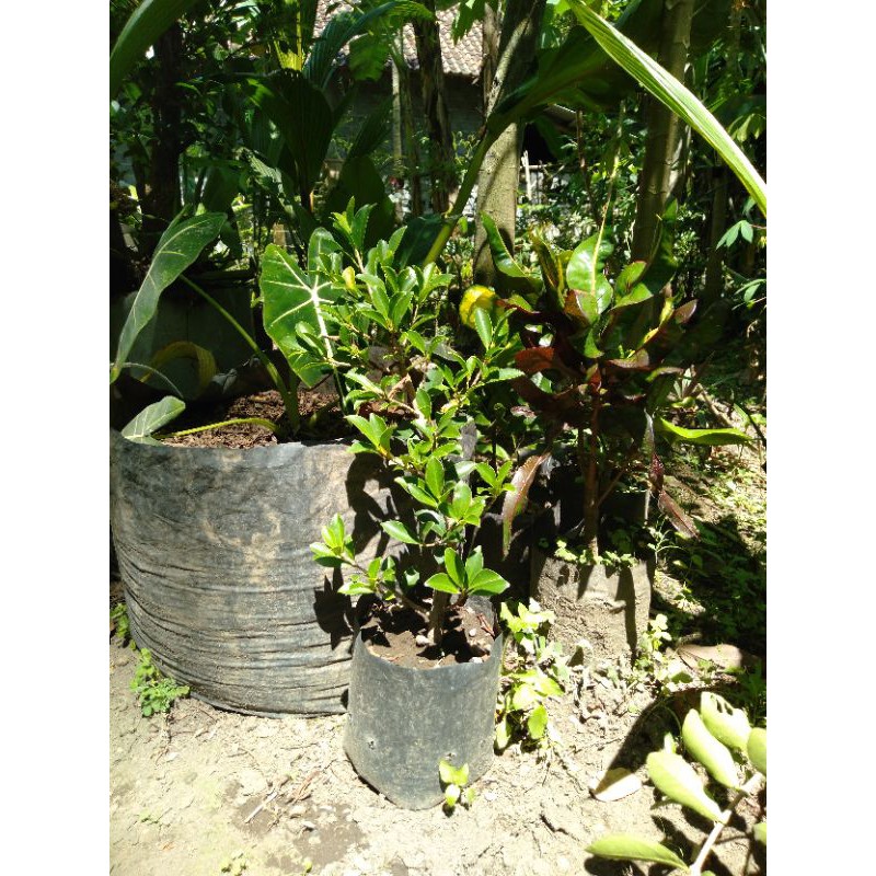 bahan bonsai beringin elegan