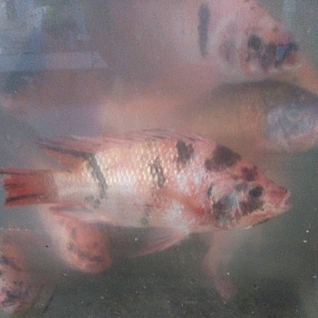 

Ikan Nila +_ 500gr isi 2 / 3Ekor