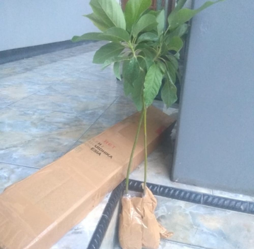 Terlaris  Bibit Tanaman Buah Alpukat Hass Asli!!!!